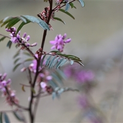 Indigofera australis subsp. australis at Watson, ACT - 29 Sep 2024