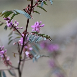 Indigofera australis subsp. australis at Watson, ACT - 29 Sep 2024