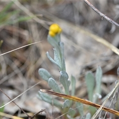 Chrysocephalum apiculatum at Watson, ACT - 29 Sep 2024 11:55 AM