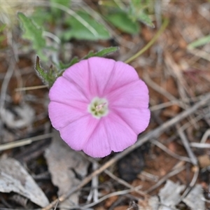 Convolvulus angustissimus subsp. angustissimus at Watson, ACT - 29 Sep 2024