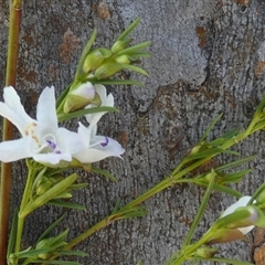 Prostanthera nivea var. nivea at Borough, NSW - 13 Oct 2024