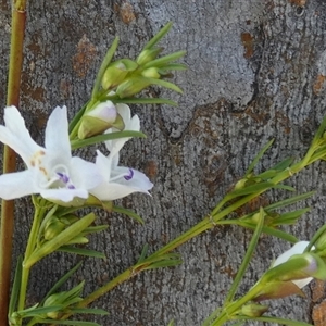 Prostanthera nivea var. nivea at Borough, NSW - 13 Oct 2024