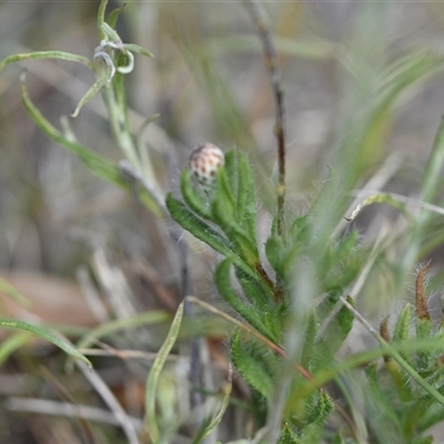 Leptorhynchos squamatus subsp. squamatus (Scaly Buttons) at Watson, ACT - 29 Sep 2024 by Venture