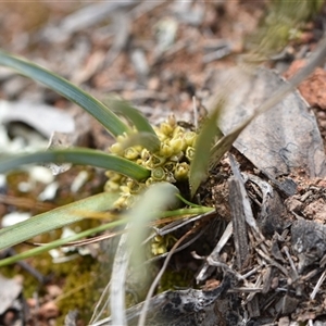 Lomandra bracteata at Watson, ACT - 29 Sep 2024