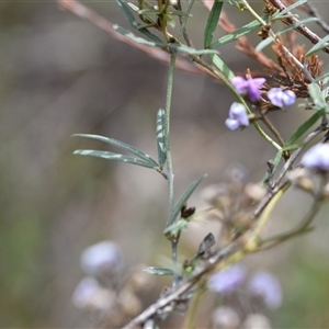 Glycine clandestina at Watson, ACT - 29 Sep 2024