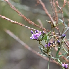 Glycine clandestina at Watson, ACT - 29 Sep 2024