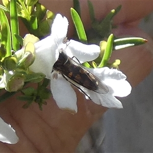 Melangyna viridiceps at Borough, NSW - 13 Oct 2024