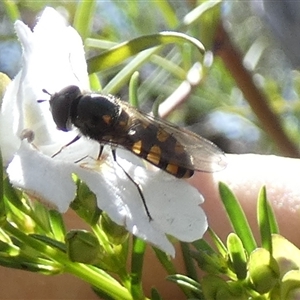 Melangyna viridiceps at Borough, NSW - 13 Oct 2024