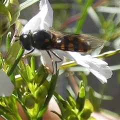 Melangyna viridiceps at Borough, NSW - 13 Oct 2024