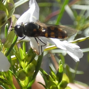 Melangyna viridiceps at Borough, NSW - 13 Oct 2024