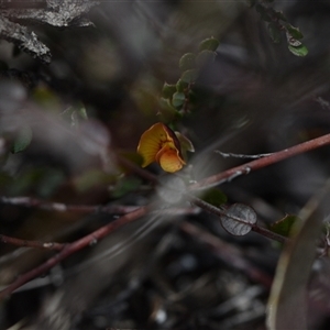 Bossiaea buxifolia at Watson, ACT - 29 Sep 2024 11:38 AM