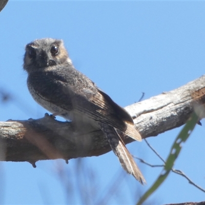 Aegotheles cristatus (Australian Owlet-nightjar) at Borough, NSW - 12 Oct 2024 by Paul4K