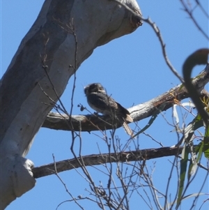 Aegotheles cristatus at Borough, NSW - 13 Oct 2024