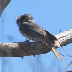 Aegotheles cristatus at Borough, NSW - 13 Oct 2024