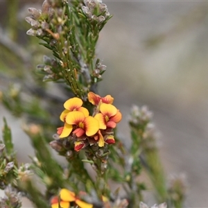 Dillwynia sericea at Watson, ACT - 29 Sep 2024