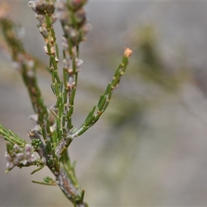 Dillwynia sericea at Watson, ACT - 29 Sep 2024