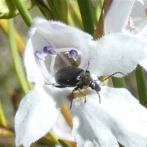 Homotrysis lugubris at Borough, NSW - 13 Oct 2024