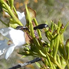 Homotrysis lugubris at Borough, NSW - 13 Oct 2024