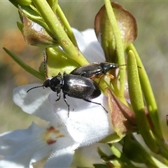 Homotrysis lugubris at Borough, NSW - 13 Oct 2024