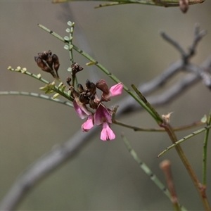 Indigofera adesmiifolia at Watson, ACT - 29 Sep 2024