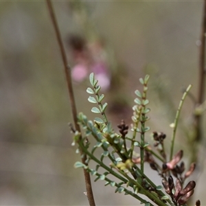 Indigofera adesmiifolia at Watson, ACT - 29 Sep 2024