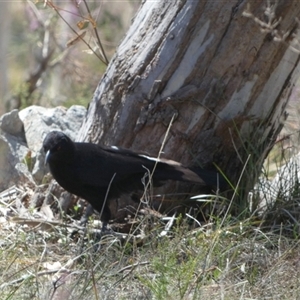 Corcorax melanorhamphos at Borough, NSW - suppressed