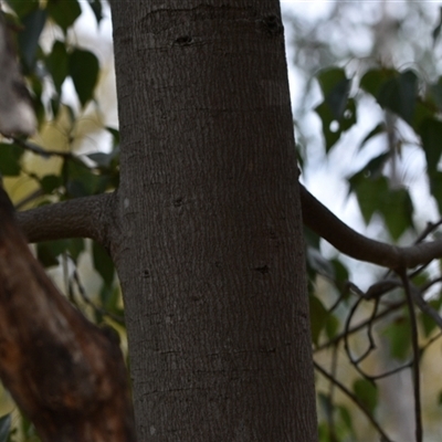 Brachychiton populneus subsp. populneus (Kurrajong) at Watson, ACT - 29 Sep 2024 by Venture