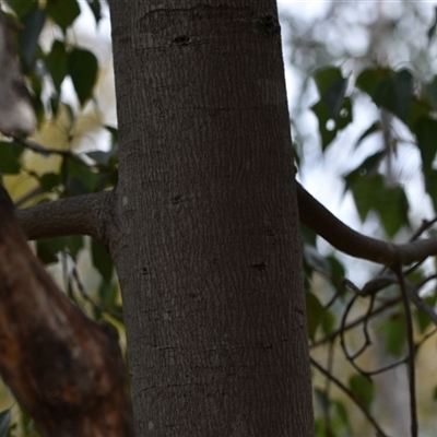 Brachychiton populneus subsp. populneus (Kurrajong) at Watson, ACT - 29 Sep 2024 by Venture