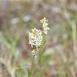 Stackhousia monogyna at Watson, ACT - 29 Sep 2024