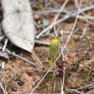 Triptilodiscus pygmaeus (Annual Daisy) at Watson, ACT - 29 Sep 2024 by Venture