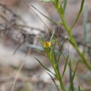 Xerochrysum viscosum at Watson, ACT - 29 Sep 2024