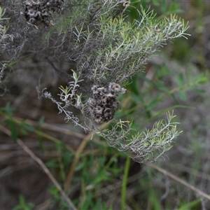 Chrysocephalum semipapposum at Watson, ACT - 29 Sep 2024