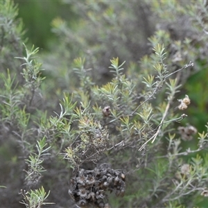 Chrysocephalum semipapposum at Watson, ACT - 29 Sep 2024