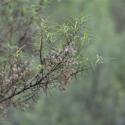 Cassinia quinquefaria (Rosemary Cassinia) at Watson, ACT - 29 Sep 2024 by Venture