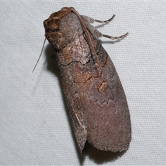 Discophlebia lucasii (Lucas' Snub Moth) at Freshwater Creek, VIC - 16 Feb 2021 by WendyEM