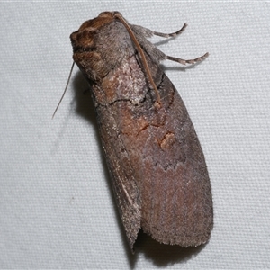 Discophlebia lucasii at Freshwater Creek, VIC - 16 Feb 2021