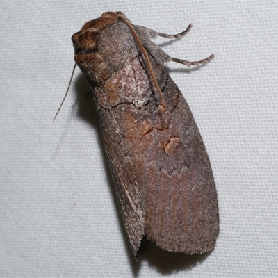 Discophlebia lucasii (Lucas' Snub Moth) at Freshwater Creek, VIC - 16 Feb 2021 by WendyEM