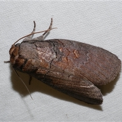 Discophlebia lucasii at Freshwater Creek, VIC - 16 Feb 2021 02:13 AM