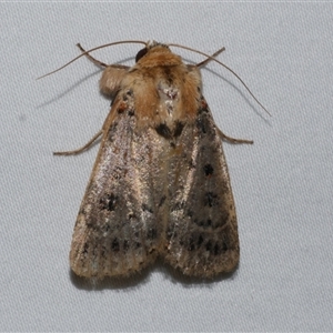 Proteuxoa sanguinipuncta at Freshwater Creek, VIC - 15 Feb 2021