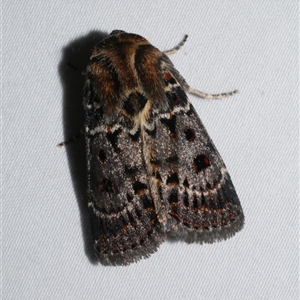 Proteuxoa sanguinipuncta at Freshwater Creek, VIC - 15 Feb 2021