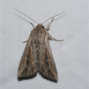 Persectania dyscrita (Inland Armyworm) at Freshwater Creek, VIC by WendyEM