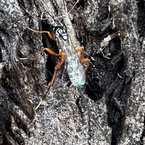 Ichneumonidae (family) at Pialligo, ACT - 13 Oct 2024