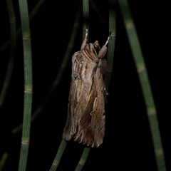 Persectania ewingii (Southern Armyworm) at Freshwater Creek, VIC - 15 Feb 2021 by WendyEM