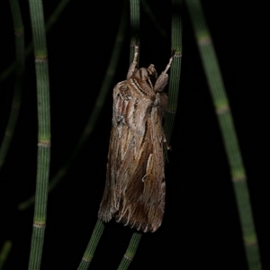 Persectania ewingii at Freshwater Creek, VIC - 15 Feb 2021