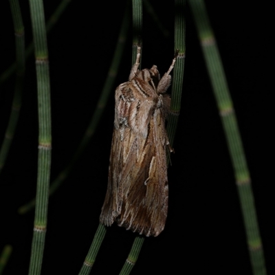 Persectania ewingii (Southern Armyworm) at Freshwater Creek, VIC - 15 Feb 2021 by WendyEM