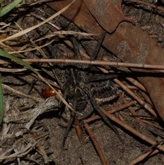 Tasmanicosa sp. (genus) (Tasmanicosa wolf spider) at Freshwater Creek, VIC - 16 Feb 2021 by WendyEM