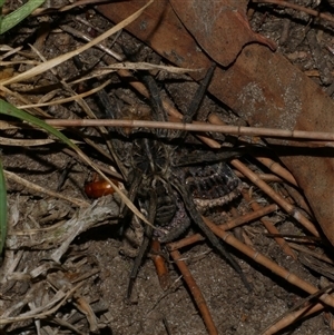 Tasmanicosa sp. (genus) (Unidentified Tasmanicosa wolf spider) at Freshwater Creek, VIC by WendyEM