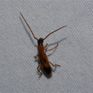 Atesta stigmosa at Freshwater Creek, VIC - 16 Feb 2021