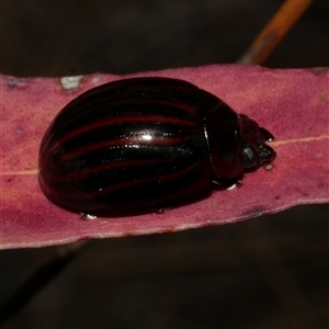 Unidentified Leaf beetle (Chrysomelidae) at Freshwater Creek, VIC by WendyEM