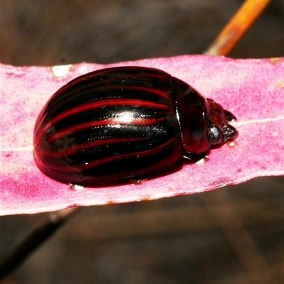 Unidentified Leaf beetle (Chrysomelidae) at Freshwater Creek, VIC - 15 Feb 2021 by WendyEM